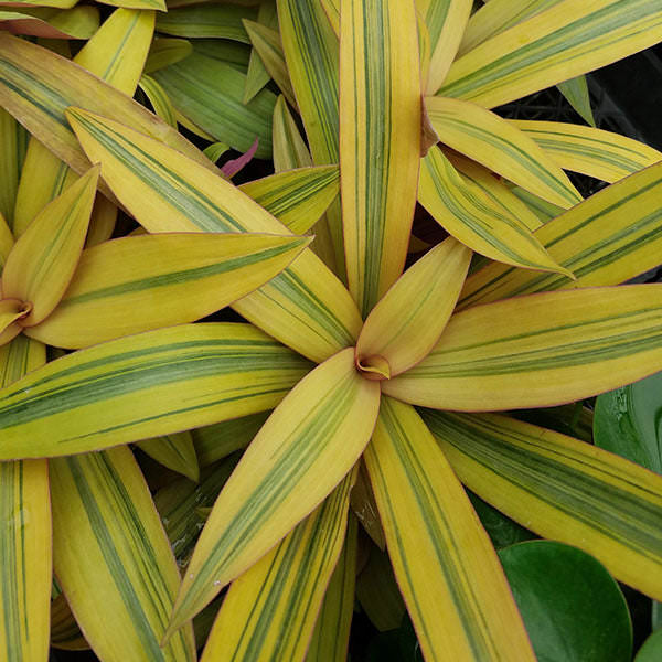 Tradescantia spathacea 'Sitara Gold'